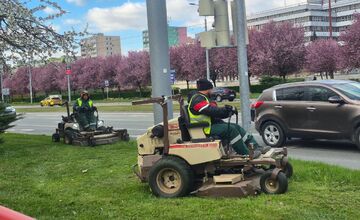 FOTO: Rozkvitnuté sakury v Košiciach vás prenesú do Japonska