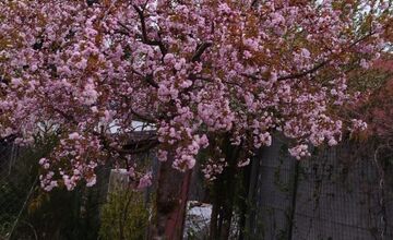 FOTO: Rozkvitnuté sakury v Košiciach vás prenesú do Japonska