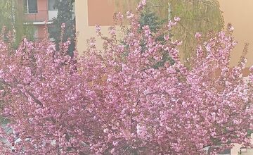 FOTO: Rozkvitnuté sakury v Košiciach vás prenesú do Japonska