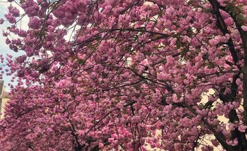 FOTO: Rozkvitnuté sakury v Košiciach vás prenesú do Japonska