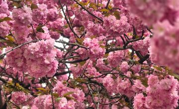 FOTO: Rozkvitnuté sakury v Košiciach vás prenesú do Japonska