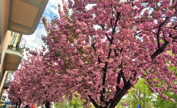 FOTO: Rozkvitnuté sakury v Košiciach vás prenesú do Japonska