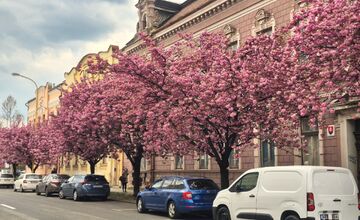 FOTO: Rozkvitnuté sakury v Košiciach vás prenesú do Japonska
