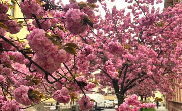 FOTO: Rozkvitnuté sakury v Košiciach vás prenesú do Japonska