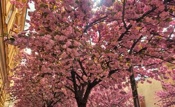 FOTO: Rozkvitnuté sakury v Košiciach vás prenesú do Japonska
