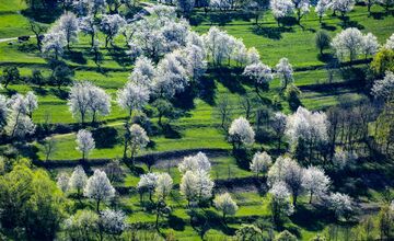 FOTO: Čerešňový raj Brdárka očami fotografa