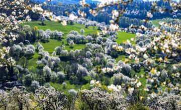 FOTO: Čerešňový raj Brdárka očami fotografa