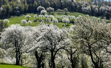 FOTO: Čerešňový raj Brdárka očami fotografa