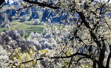 FOTO: Čerešňový raj Brdárka očami fotografa