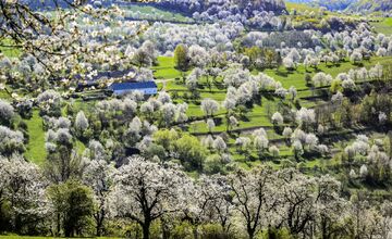 FOTO: Čerešňový raj Brdárka očami fotografa
