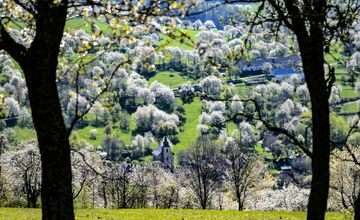 FOTO: Čerešňový raj Brdárka očami fotografa