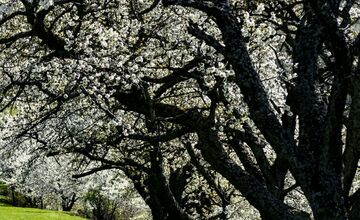 FOTO: Čerešňový raj Brdárka očami fotografa