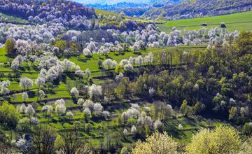 FOTO: Čerešňový raj Brdárka očami fotografa