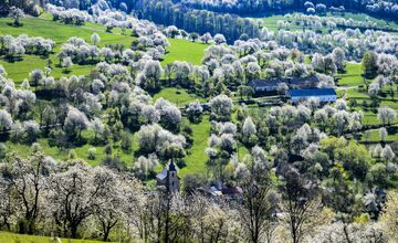 FOTO: Čerešňový raj Brdárka očami fotografa