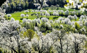 FOTO: Čerešňový raj Brdárka očami fotografa