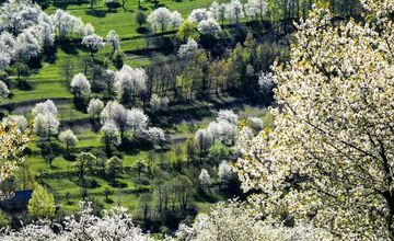 FOTO: Čerešňový raj Brdárka očami fotografa